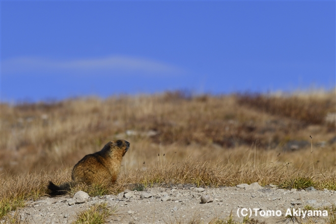 117 オナガマーモット　Long-tailed Marmot