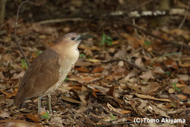 210 ミゾゴイ　Japanese night-heron