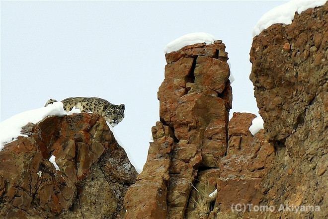 8 ユキヒョウ　Snow Leopard