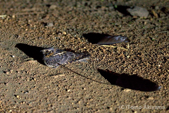 20 ラケットヨタカ　Racket-winged Nightjar