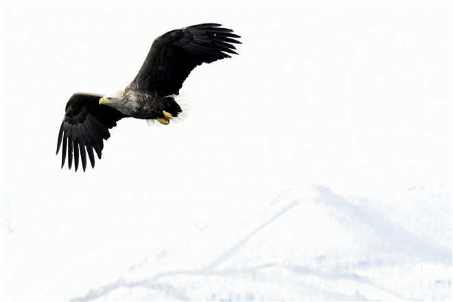 96 オジロワシ　White-tailed Eagle