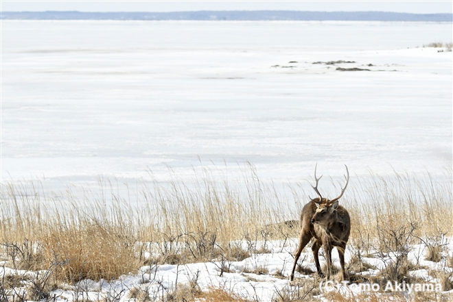 83　エゾシカ　Sika Deer