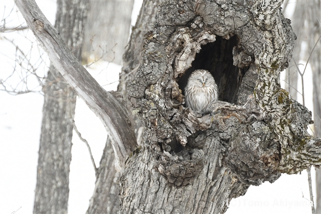 109 フクロウ　Ural Owl
