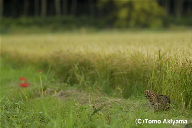170 ツシマヤマネコ　Leopard cat（Amur cat)