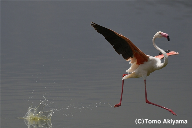 107 オオフラミンゴ　Greater Flamingo