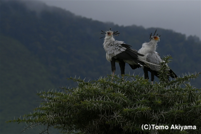 192 ヘビクイワシ　Secretary Bird