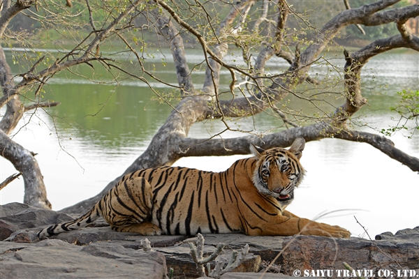 Bengal Tiger -Ranthambore National Park (1)