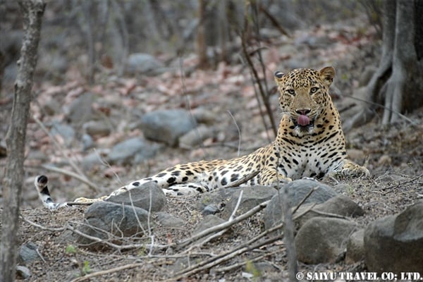 Indian leopard - Ranthambore NP (4)
