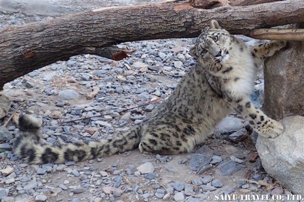 Loli the Snow Leopard -Khunejrab National Park (1)