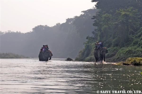 チトワン　エレファントサファリ　Chitwan Elephant Safari (12)