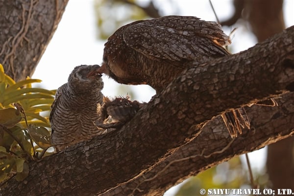 Motteled Wood Owl インドモリフクロウ (3)