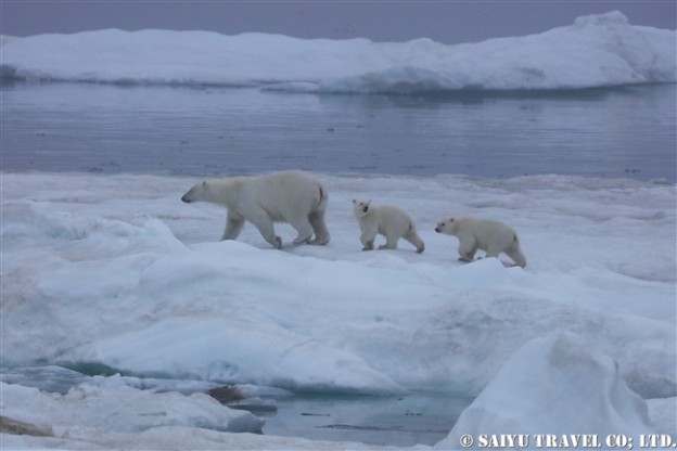 ウランゲリ島　ホッキョクグマの親子　Wrangel Island Polar Bear (8)