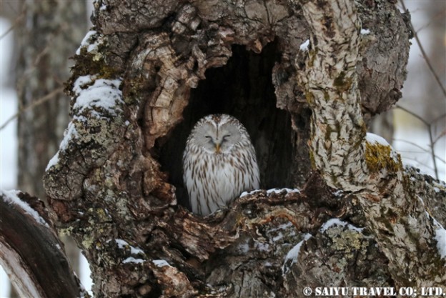 エゾフクロウ　Ural Owl (2)
