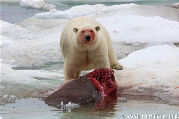 ウランゲリ島　ホッキョグマ　セイウチ Wrangel Island Polar Bear (10)