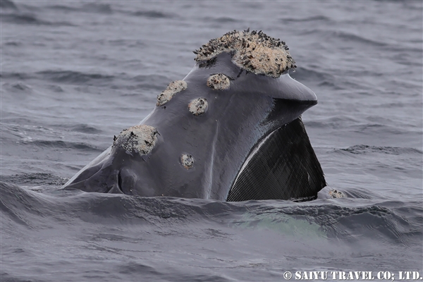 秘境ツアーのパイオニア 西遊旅行 / SINCE 1973
            カテゴリー別アーカイブ: ミナミセミクジラ Southern Right Whale				ミナミセミクジラの親子と水面行動（バルデス半島）							ミナミセミクジラへのカモメの攻撃（バルデス半島）							ミナミセミクジラの採餌、スキムフィーディング							ミナミセミクジラの海(4)  バルデス半島・パタゴニア							ミナミセミクジラの海(3) バルデス半島・パタゴニア   “メイティング･グループ”							ミナミセミクジラの海(2) バルデス半島・パタゴニア 　”サンセットくじら”							オタリアと遊ぶミナミセミクジラ(2)  バルデス半島・パタゴニア							オタリアと遊ぶミナミセミクジラ(1)  バルデス半島・パタゴニア							ミナミセミクジラ大接近(バルデス半島、パタゴニア)							ミナミセミクジラの海(バルデス半島、パタゴニア)動画