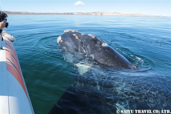 ミナミセミクジラ　接近　バルデス半島