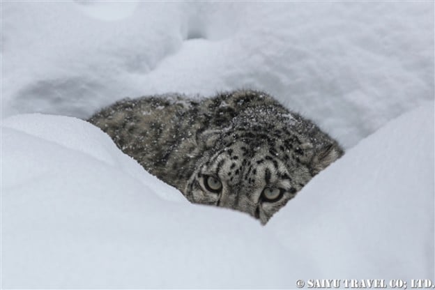ユキヒョウのローリー　Snow Leopard Lolly Pakistan (32)