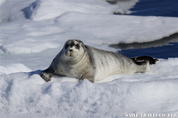 アゴヒゲアザラシの子ども　スピッツベルゲン Bearded Seal (2)