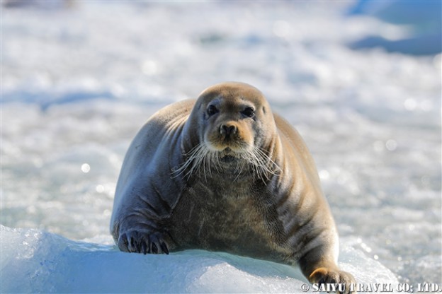 アゴヒゲアザラシ Beaded Seal スピッツベルゲン (21)