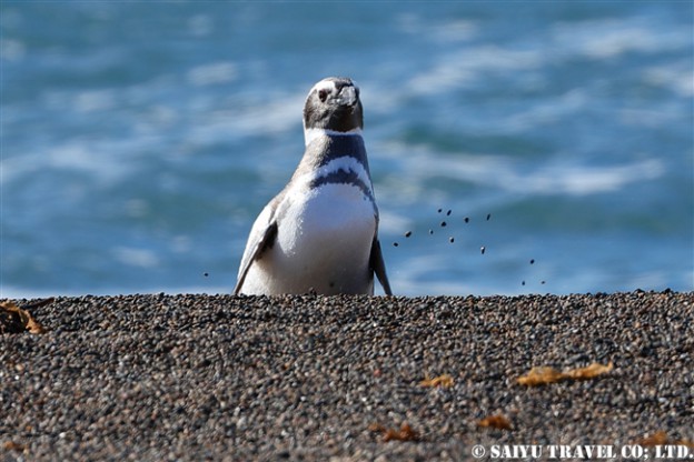 マゼランペンギン Magellanic Penguin バルデス半島上陸 (2)