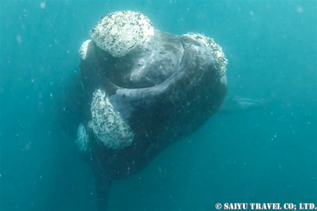 ミナミセミクジラ　バルデス半島 southern right whale(3)