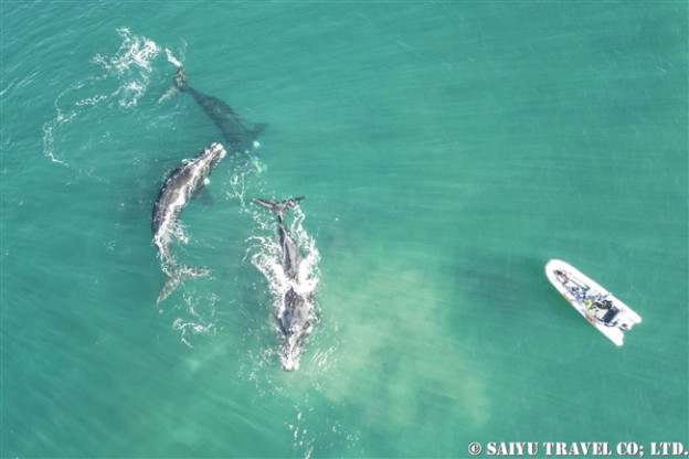 ミナミセミクジラ　メイティンググループ　バルデス半島 Southern right whale mating group (1)