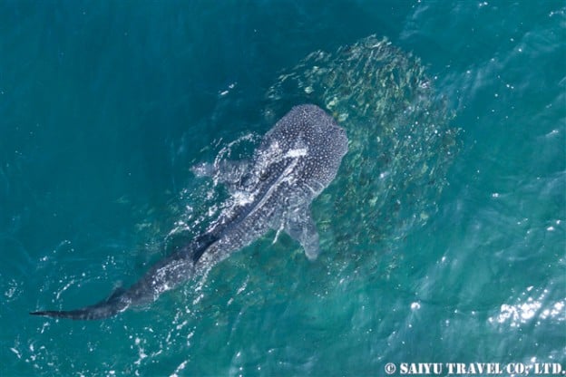 ジブチ　ジンベエザメ Djibouti Whale Shark Swim (119)
