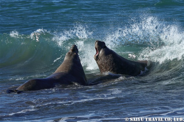 ミナミゾウアザラシ　プンタデルガダ　バルデス半島 Southern Elephant Seal (4)