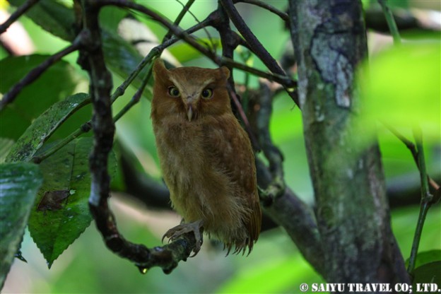 セレンディブコノハズク　Serendib Scops Owl シンハラジャ森林保護区 (3)