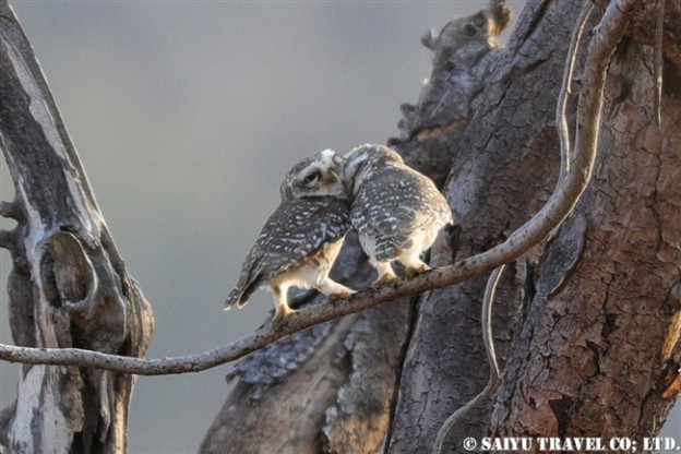 インドコキンメフクロウ Spotted Owlet (5)