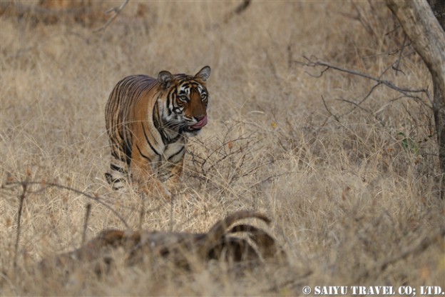 ランタンボール　ベンガルトラ　Cub of T39 Bengal Tiger Ranthambore (2)