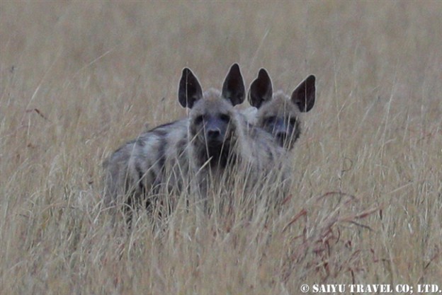 シマハイエナ Striped Hyena ヴェラヴァダール・ブラックバック国立公園 (8)