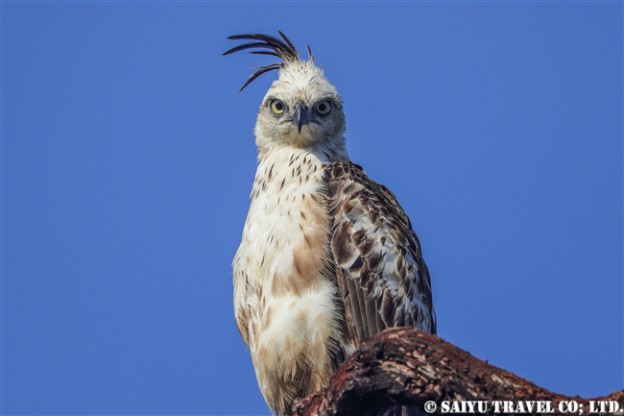 Changeable hawk-eagle　カワリクマタカ　ウィルパットゥ国立公園　Wilpattu National Park (3)