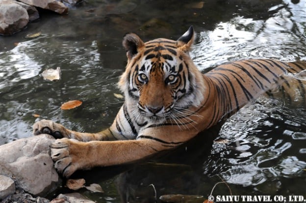 ランタンボールのベンガルトラ ２ T 25 子育てをしたオストラ インド ワイルドライフ Wildlife 世界の野生動物観察日記