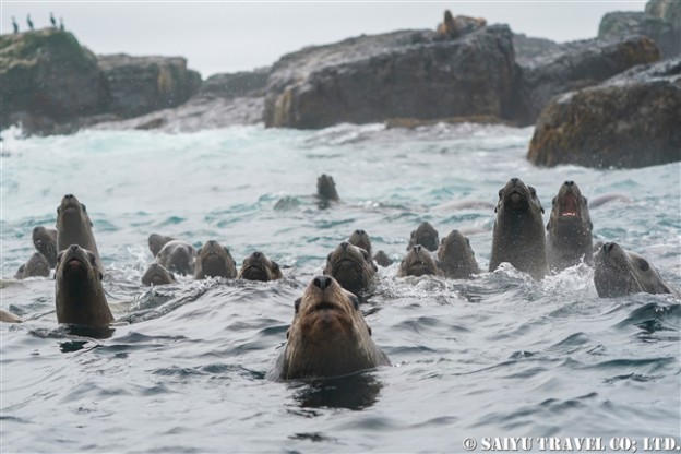 トド　シュムシュ島　ブラディミラ岩礁Vladimira Rock　steller sea lion rookery (2)