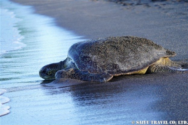 ガラパゴス諸島　イサベラ島　ウルビナ湾　iSABELA ISLAND URBINA BAY Green Turtle アオウミガメ(3)