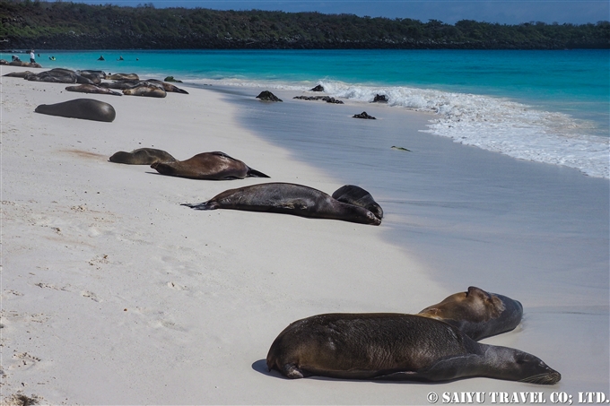 ガラパゴスアシカ　Galapagos Sea Lion Española Island　Gardner Bay ガードナーベイ エスパニョーラ島　 (10)