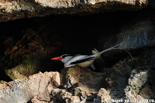 Red-billed Tropicbird アカハシネッタイチョウ　Genovesa Island ヘノベサ島 (6)