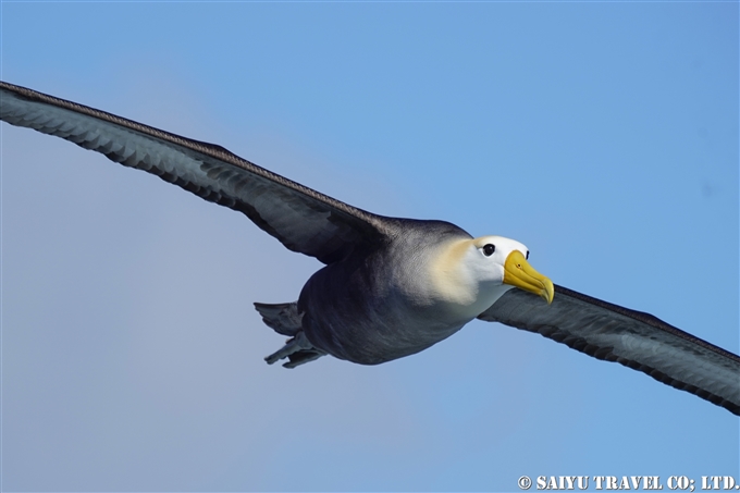 ガラパゴスアホウドリ Waved Albatross Española Island エスパニョーラ島 (5)