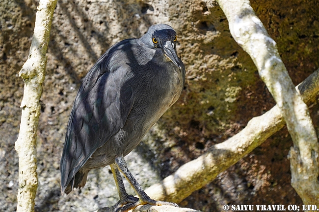 ガラパゴスササゴイ　Lava Heron ヘノベサ島 Genovesa Island ガラパゴス諸島 (6)