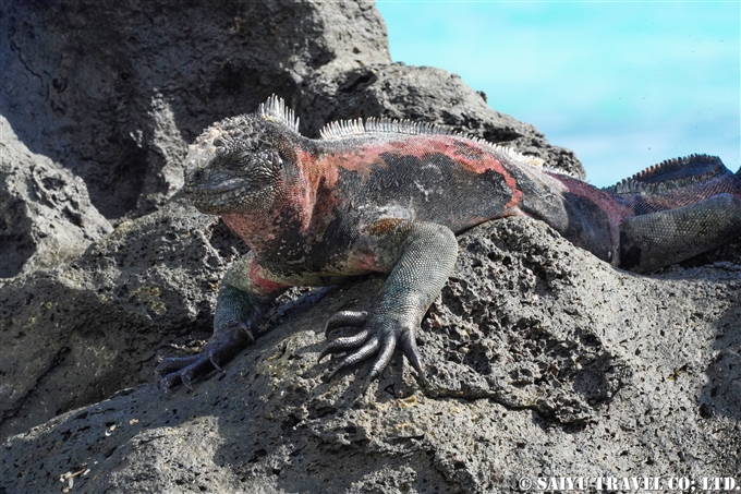 ウミイグアナ Marine Iguana Española Island　Gardner Bay ガードナーベイ エスパニョーラ島　 (7)