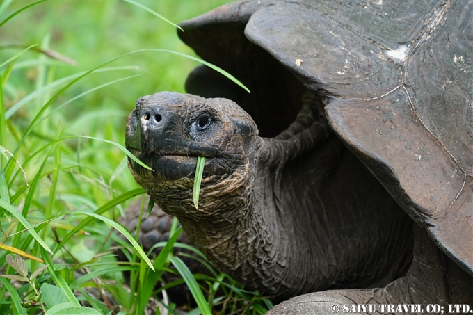 ガラパゴスゾウガメGiant Tortoise ハイランド Highland サンタクルス島 Santa Cruz Island (1)