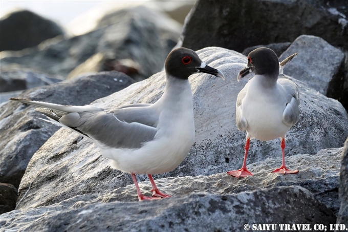 Swallow-tailed Gull アカメカモメ　Española Island エスパニョーラ島 (19)