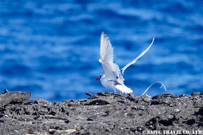 Red-billed Tropicbird アカハシネッタイチョウ　Genovesa Island ヘノベサ島 (5)