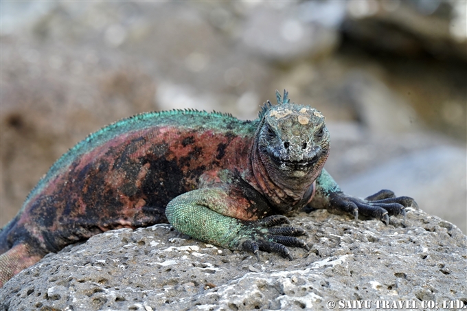 Marine Iguana ワイルドライフ Wildlife 世界の野生動物観察日記