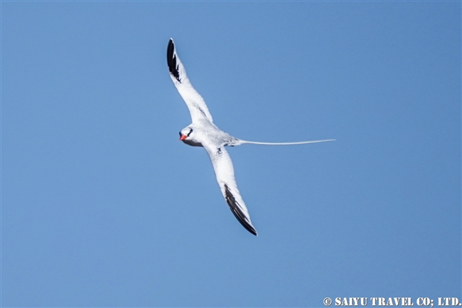 Red-billed Tropicbird アカハシネッタイチョウ　Genovesa Island ヘノベサ島 (2)