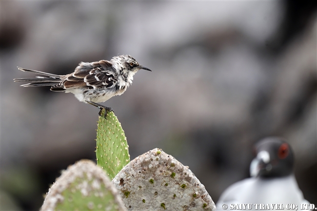 ガラパゴスマネシツグミ　Galapagos Mockingbird ヘノベサ島 Genovesa Island ガラパゴス諸島 (1)