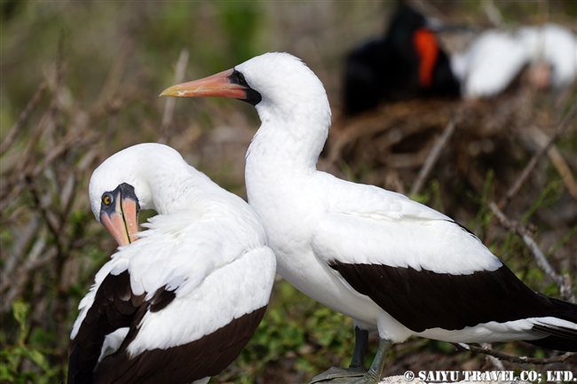 ナスカカツオドリ Nazca Booby ヘノベサ島 Genovesa Island ガラパゴス諸島 (2)