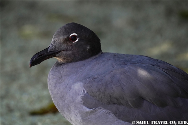 ヨウガンカモメ Lava Gull ヘノベサ島 Genovesa Island (4)