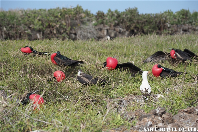 求愛ディスプレイ　ガラパゴスオオグンカンドリ Galapagos Great Frigatebird ヘノベサ島 Genovesa Island ガラパゴス諸島 (8)